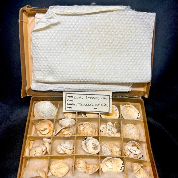 Vintage sea shells from 1966, Del Mar - Picture 1 of 2